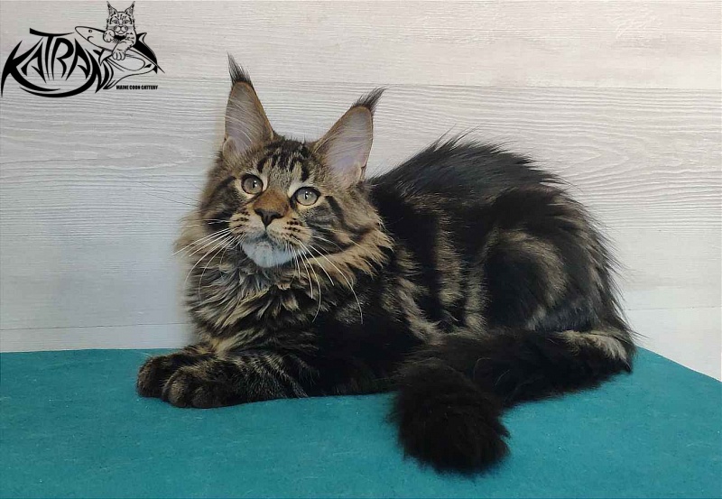 Katran Quest - Kitten maine-coon 4 months
