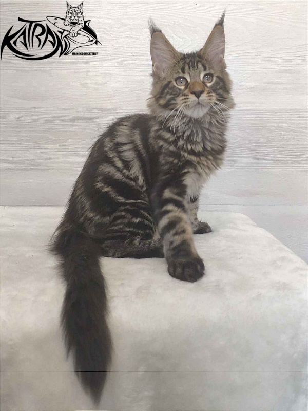 Katran Quest - Kitten maine-coon 3 months