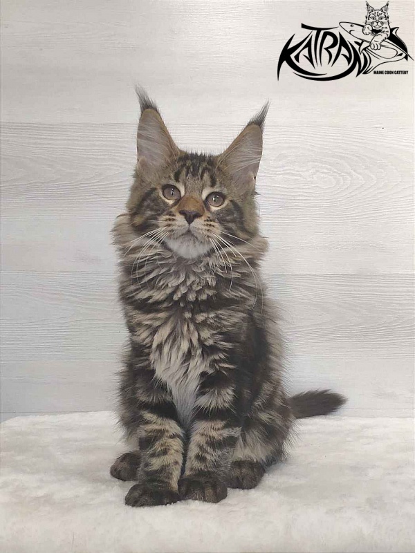 Katran Quest - Kitten maine-coon 3 months