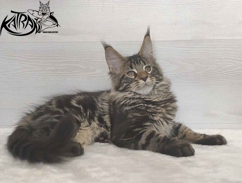 Katran Quest - Kitten maine-coon 3 months