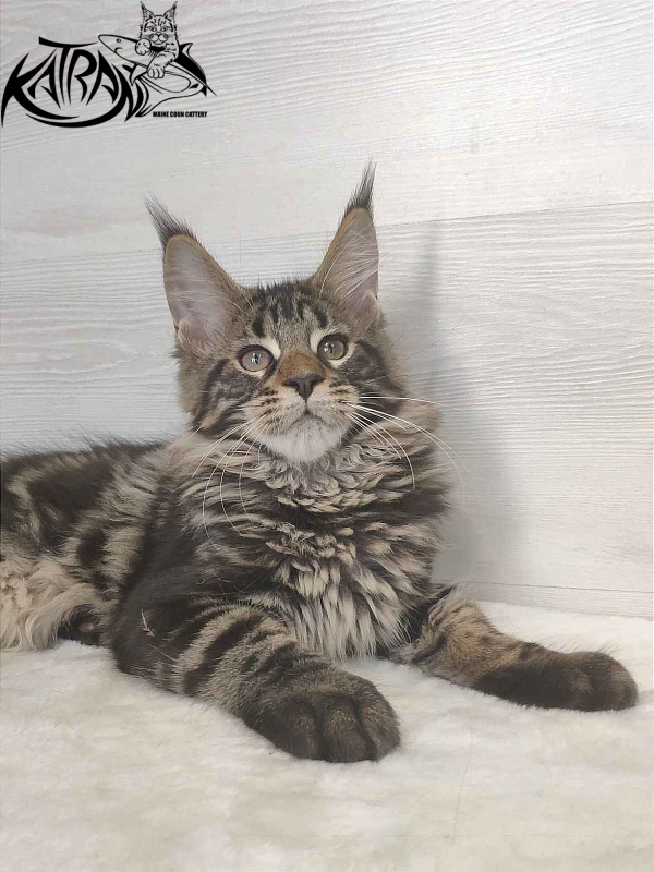 Katran Quest - Kitten maine-coon 3 months