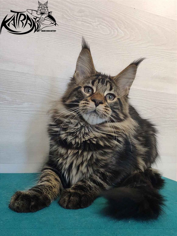 Katran Quest - Kitten maine-coon 4 months