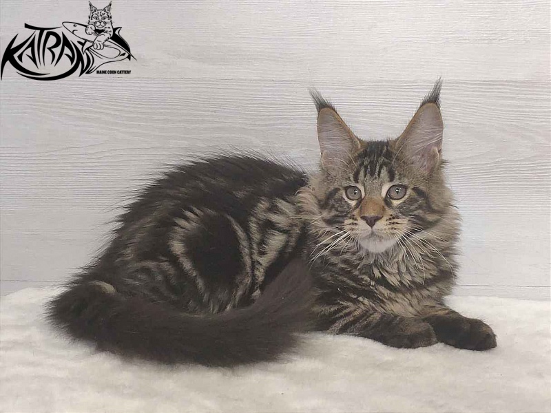 Katran Quest - Kitten maine-coon 3 months
