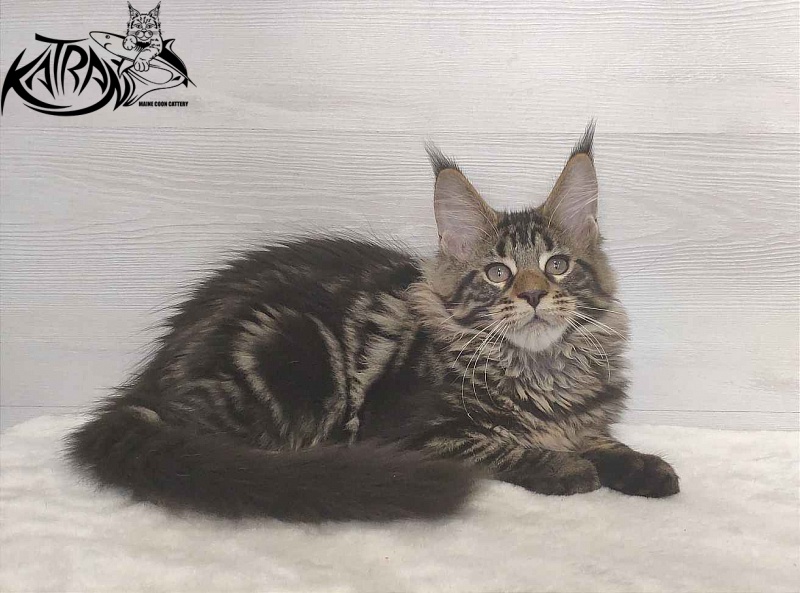 Katran Quest - Kitten maine-coon 3 months