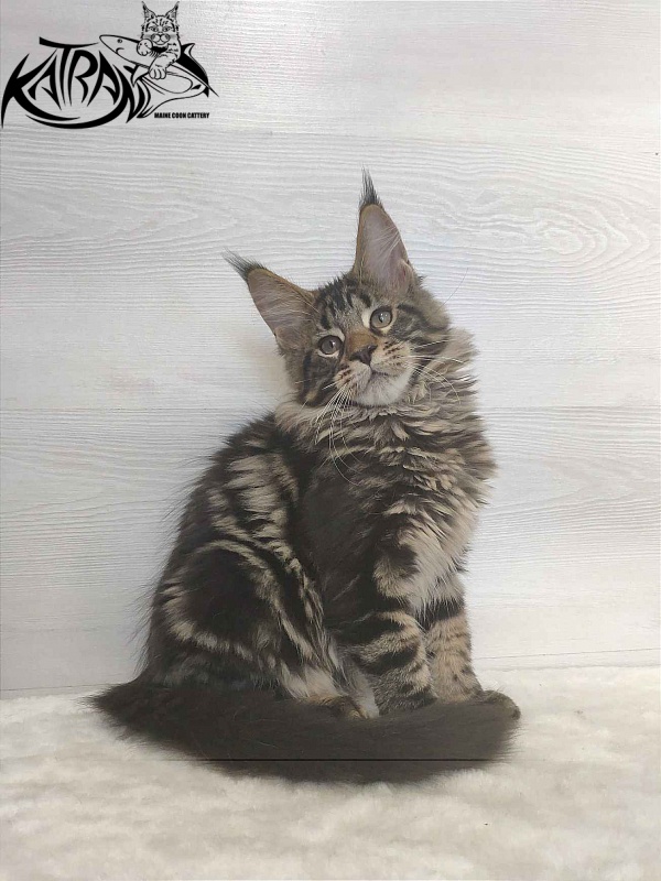 Katran Quest - Kitten maine-coon 3 months