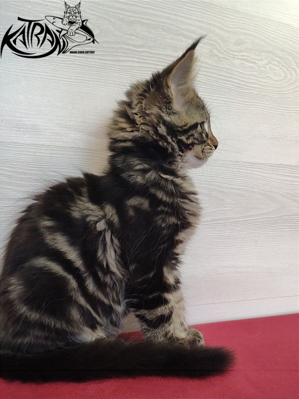 Katran Quest - Kitten maine-coon 2 months