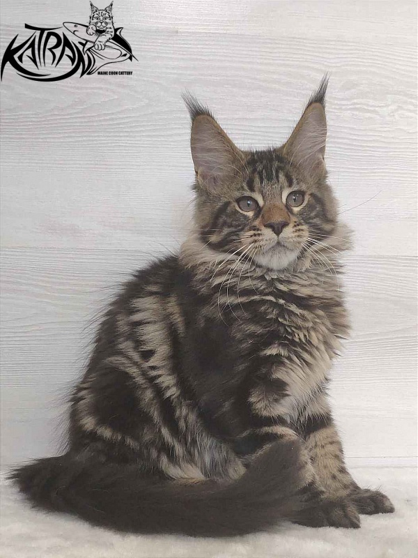 Katran Quest - Kitten maine-coon 3 months