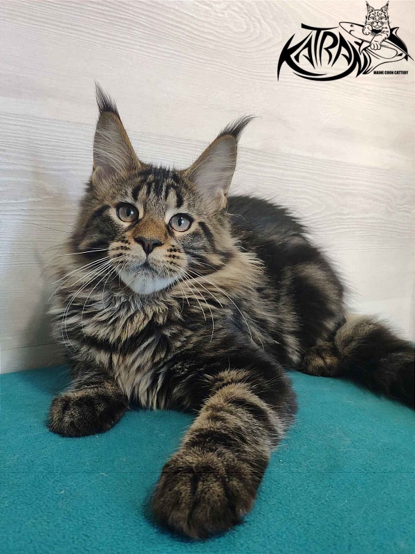 Katran Quest - Kitten maine-coon 4 months