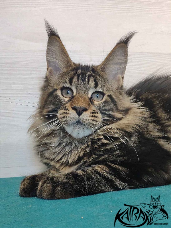 Katran Quest - Kitten maine-coon 4 months
