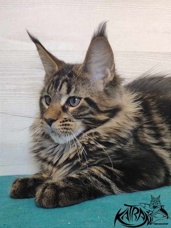 Katran Quest - Kitten maine-coon 4 months