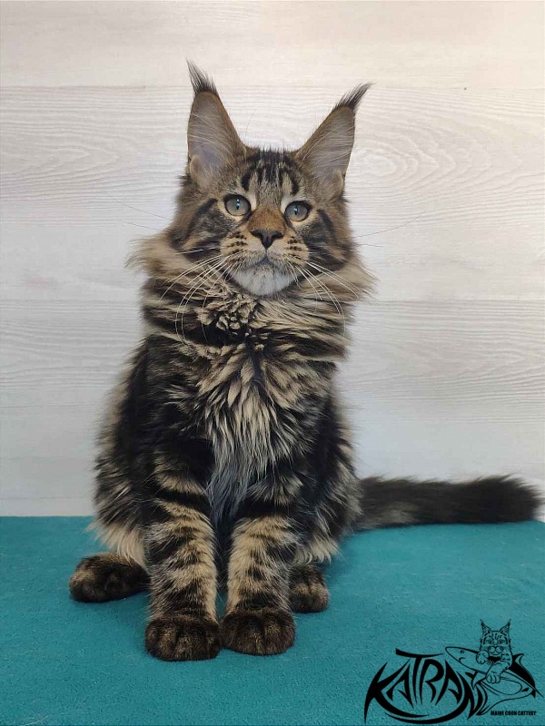 Katran Quest - Kitten maine-coon 4 months