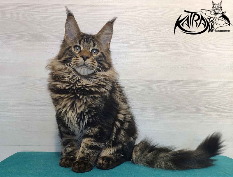 Katran Quest - Kitten maine-coon 4 months