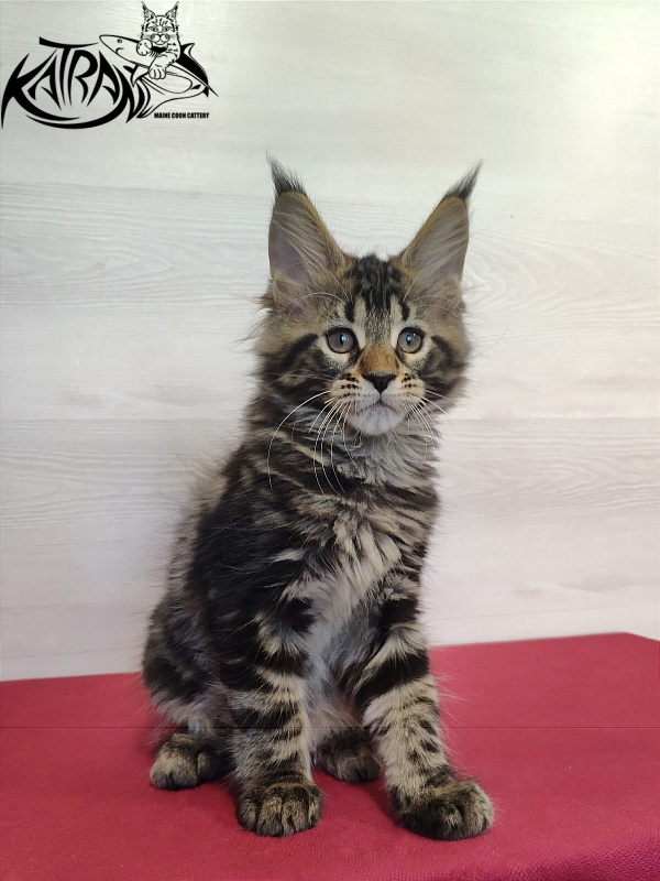 Katran Quest - Kitten maine-coon 2 months