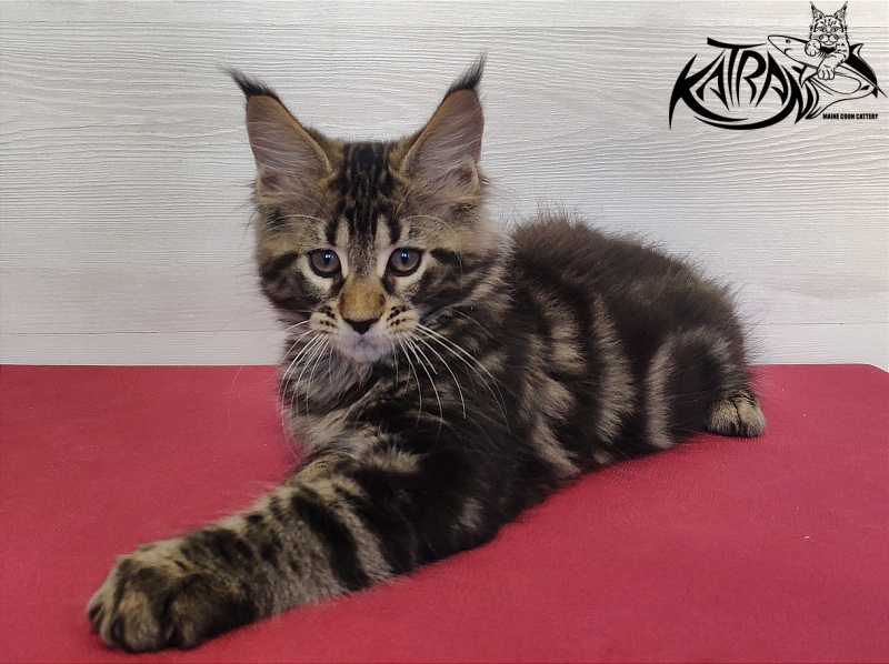 Katran Quest - Kitten maine-coon 2 months