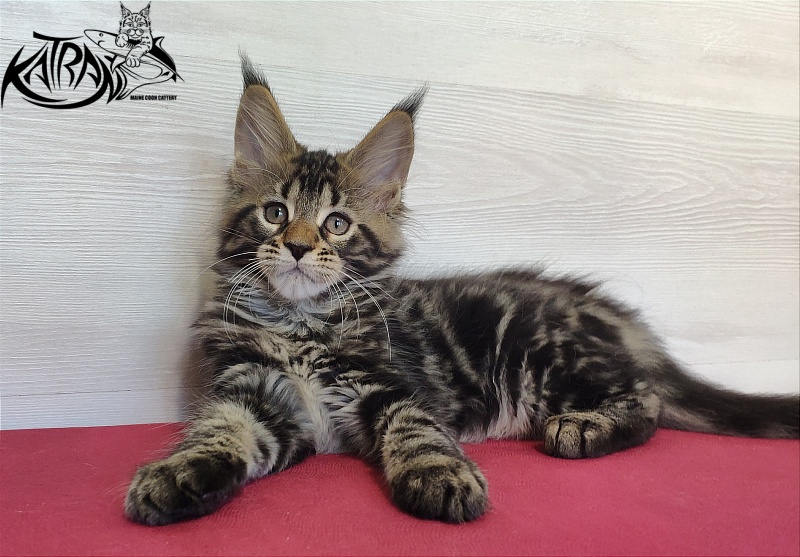 Katran Quest - Kitten maine-coon 2 months
