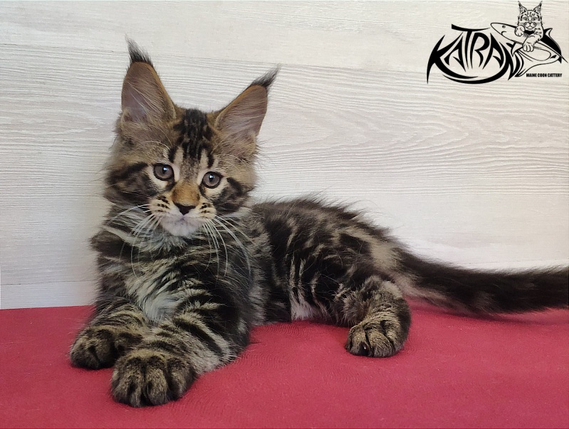 Katran Quest - Kitten maine-coon 2 months
