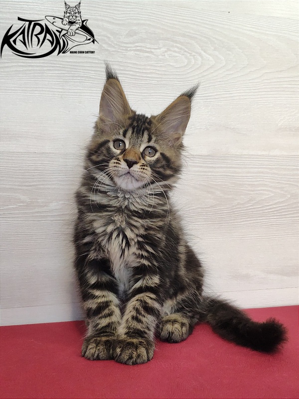 Katran Quest - Kitten maine-coon 2 months