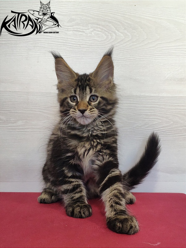 Katran Quest - Kitten maine-coon 2 months