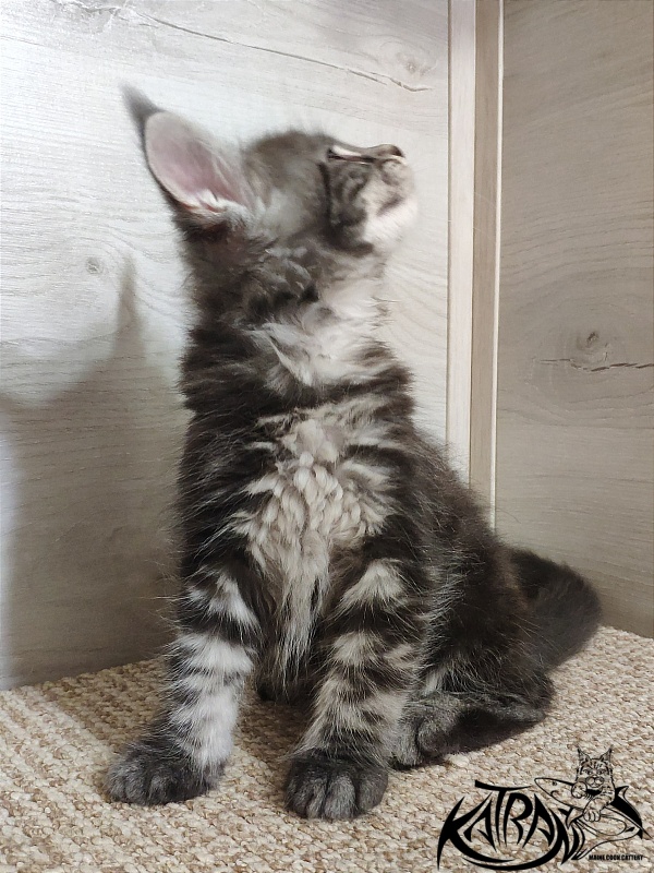 Katran Quantum Jr. - Kitten maine-coon 1 month 2 weeks