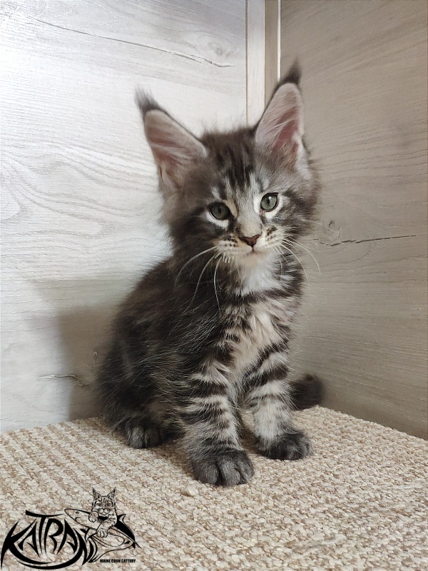Katran Quantum Jr. - Kitten maine-coon 1 month 2 weeks
