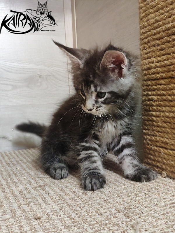 Katran Quantum Jr. - Kitten maine-coon 1 month 2 weeks