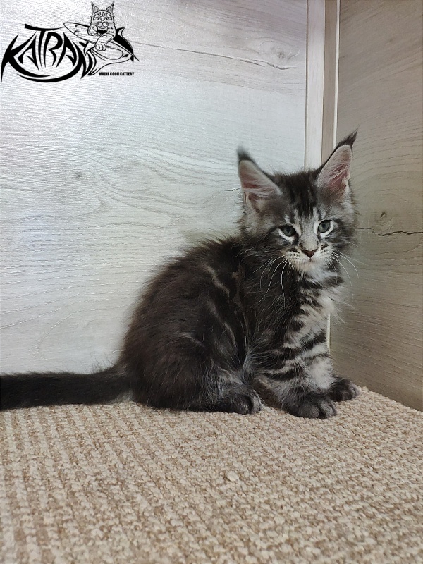 Katran Quantum Jr. - Kitten maine-coon 1 month 2 weeks