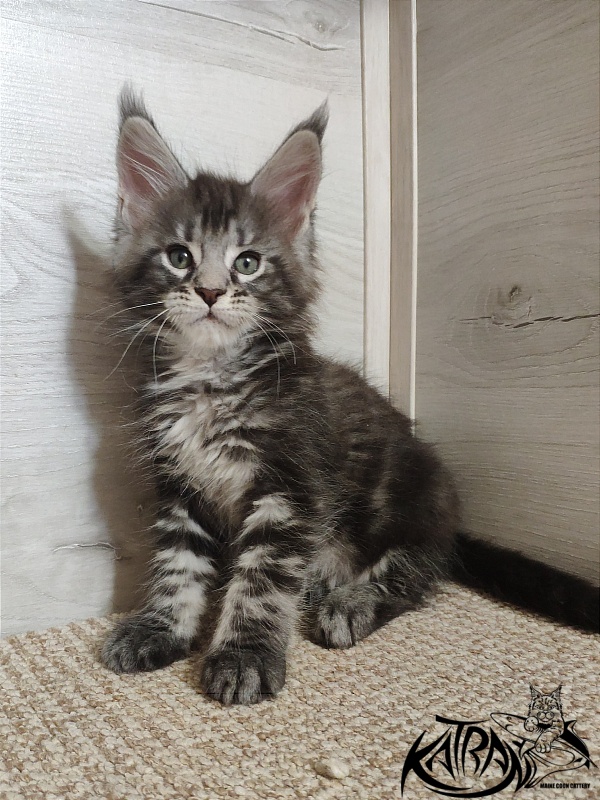Katran Quantum Jr. - Kitten maine-coon 1 month 2 weeks