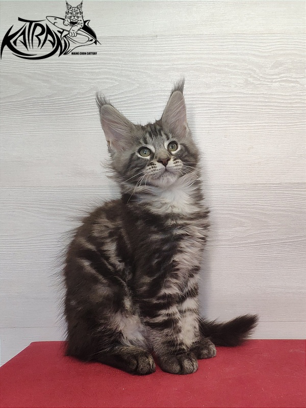 Katran Quantum Jr. - Kitten maine-coon 2 months