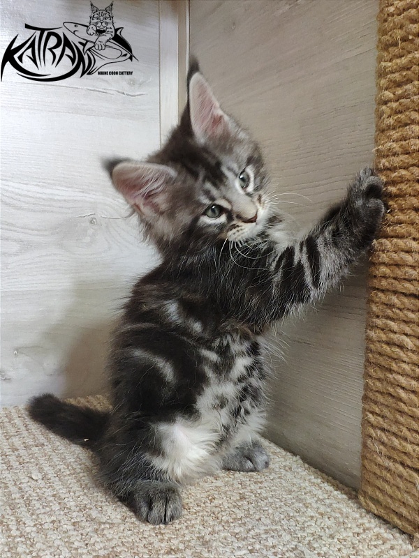 Katran Quantum Jr. - Kitten maine-coon 1 month 2 weeks