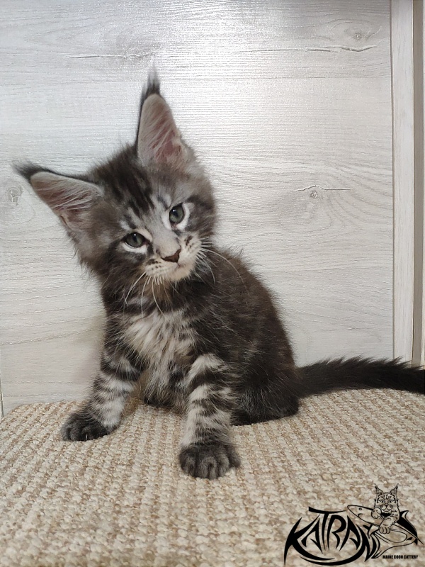 Katran Quantum Jr. - Kitten maine-coon 1 month 2 weeks