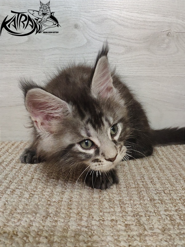 Katran Quantum Jr. - Kitten maine-coon 1 month 2 weeks