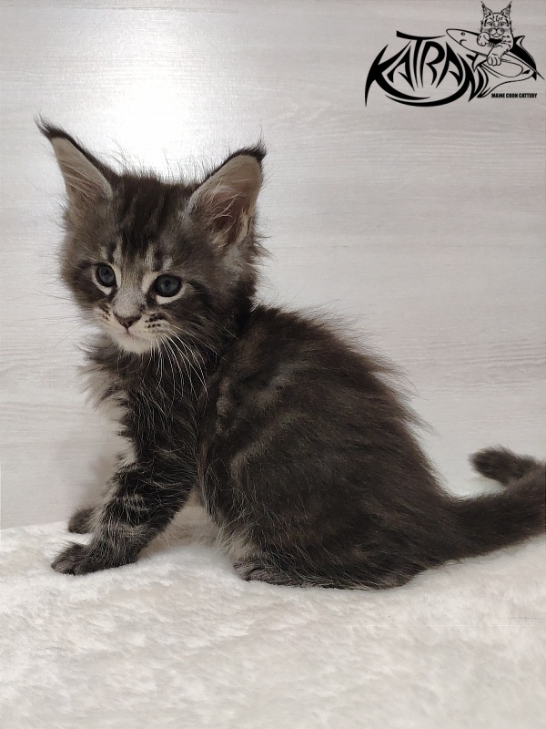 Katran Quantum Jr. - Kitten maine-coon 1 month