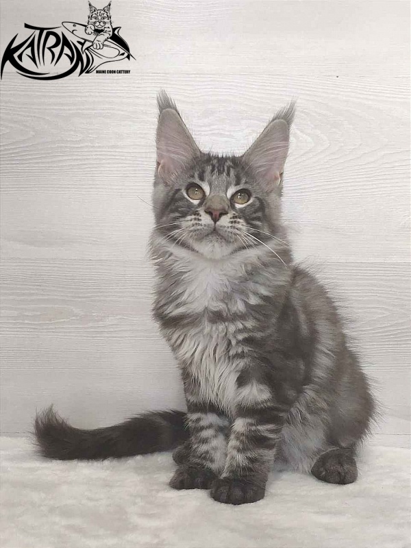 Katran Quantum Jr. - Kitten maine-coon 3 months