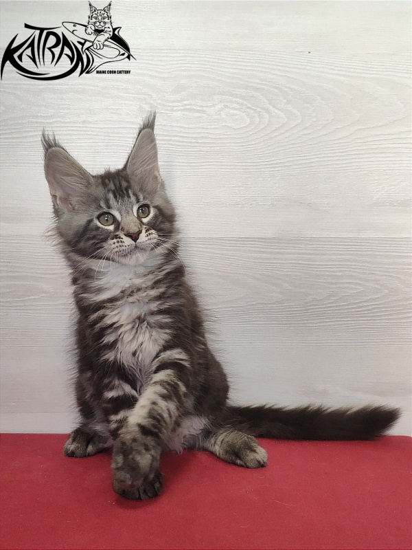 Katran Quantum Jr. - Kitten maine-coon 2 months