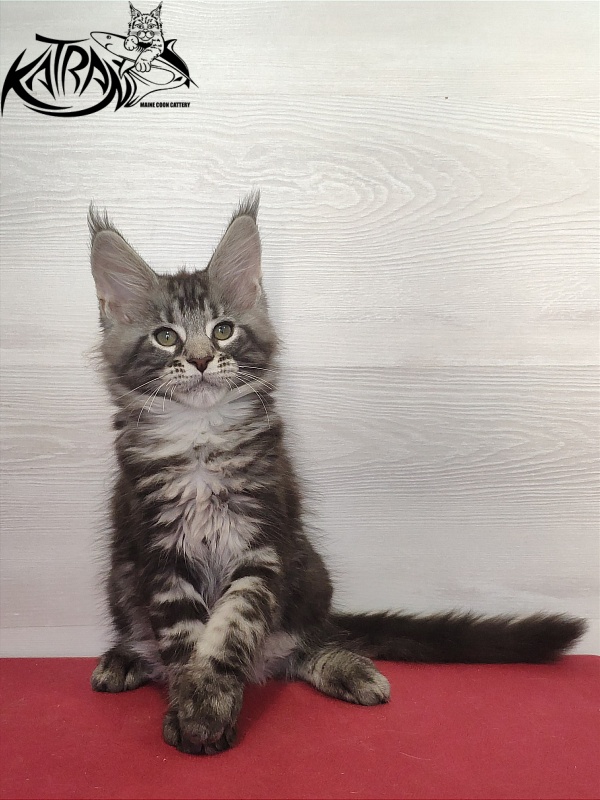 Katran Quantum Jr. - Kitten maine-coon 2 months