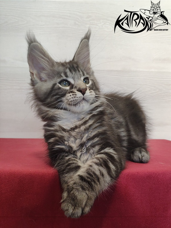 Katran Quantum Jr. - Kitten maine-coon 2 months