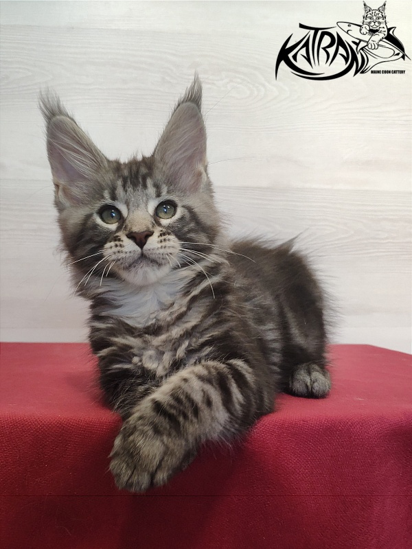 Katran Quantum Jr. - Kitten maine-coon 2 months