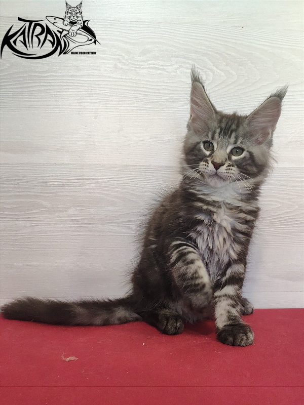 Katran Quantum Jr. - Kitten maine-coon 2 months