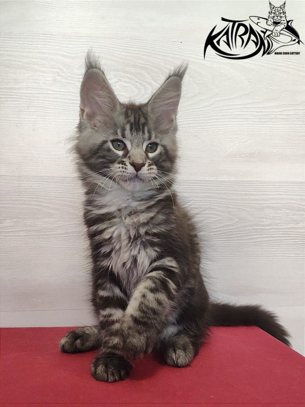 Katran Quantum Jr. - Kitten maine-coon 2 months