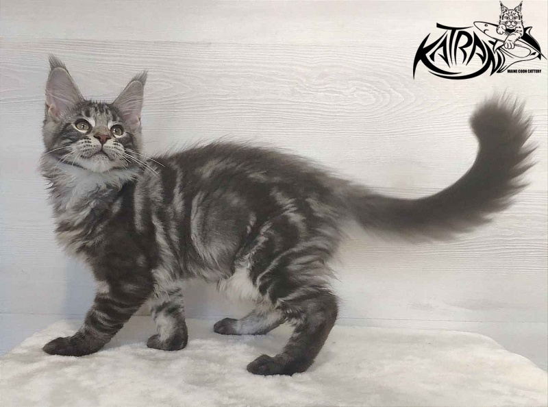 Katran Quantum Jr. - Kitten maine-coon 3 months