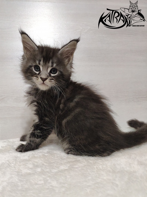 Katran Quantum Jr. - Kitten maine-coon 1 month