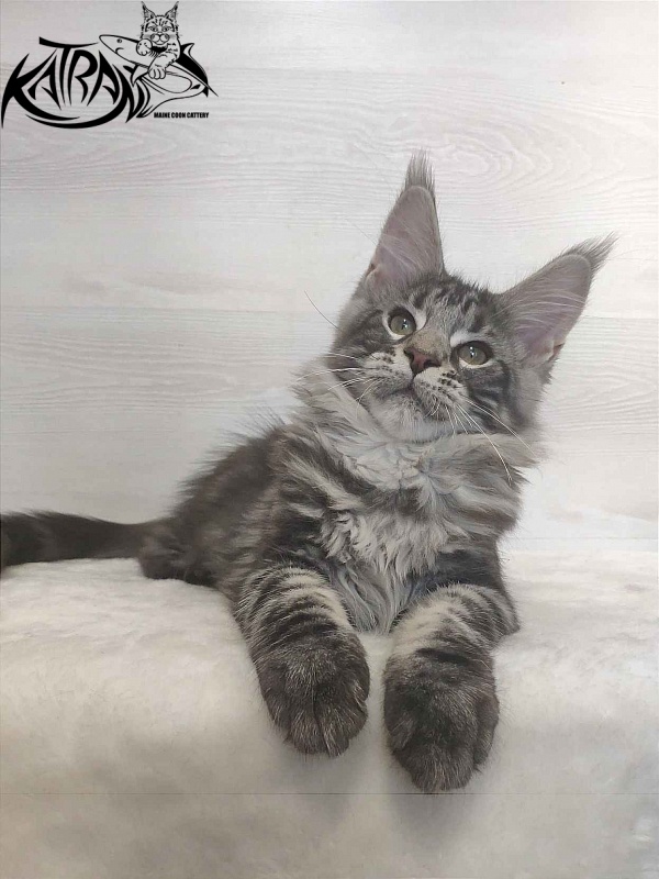 Katran Quantum Jr. - Kitten maine-coon 3 months