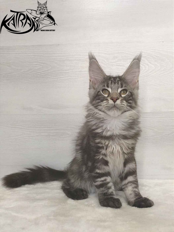 Katran Quantum Jr. - Kitten maine-coon 3 months