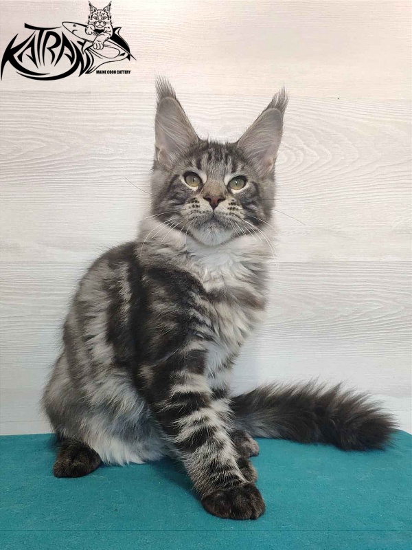 Katran Quantum Jr. - Kitten maine-coon 4 months