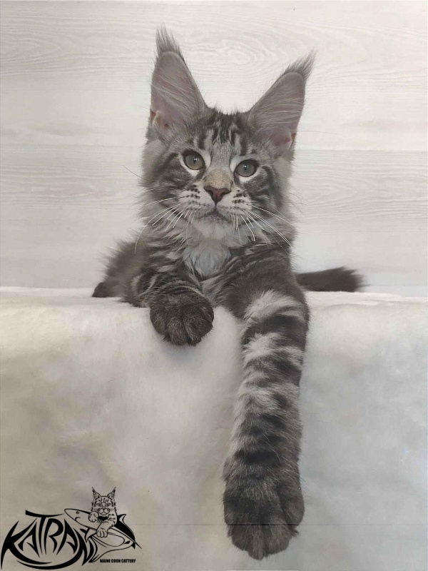Katran Quantum Jr. - Kitten maine-coon 3 months
