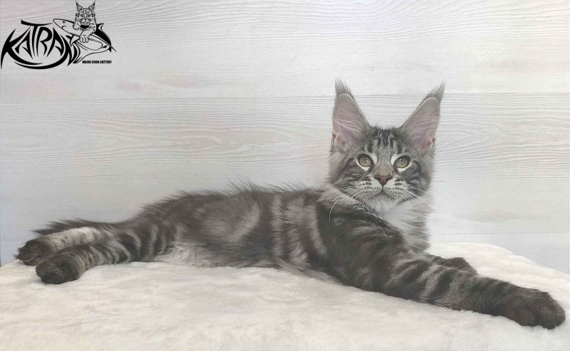 Katran Quantum Jr. - Kitten maine-coon 3 months