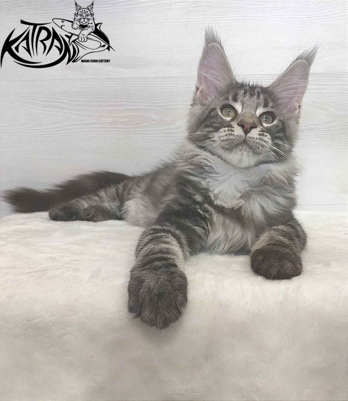 Katran Quantum Jr. - Kitten maine-coon 3 months