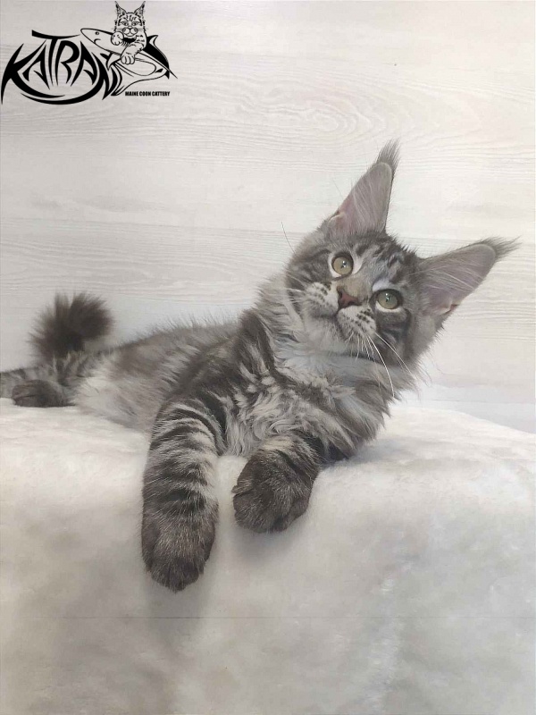 Katran Quantum Jr. - Kitten maine-coon 3 months