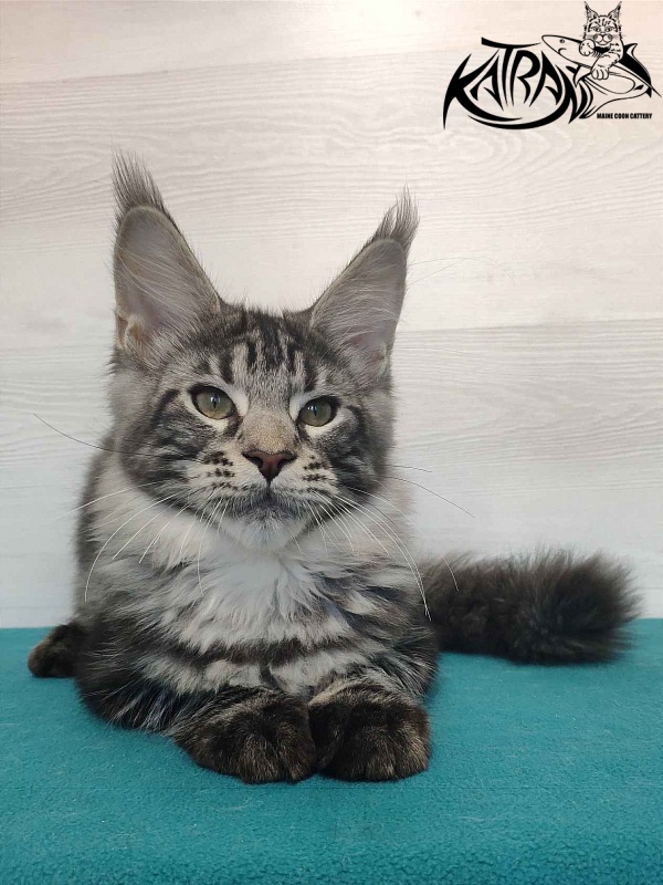 Katran Quantum Jr. - Kitten maine-coon 4 months