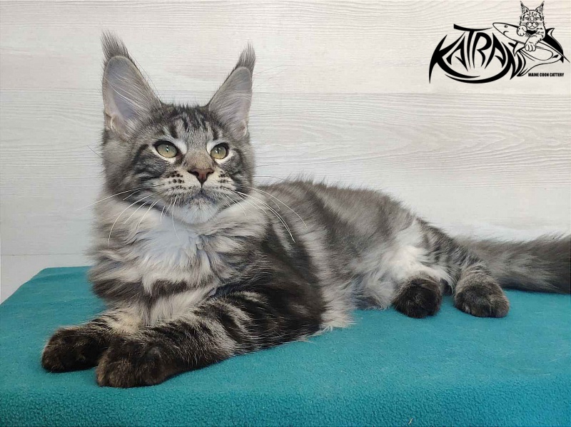 Katran Quantum Jr. - Kitten maine-coon 4 months